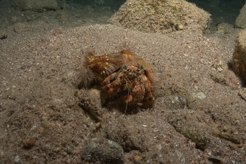 Hermit Crab in the Red Sea Colorful and beautiful, Eilat Israel