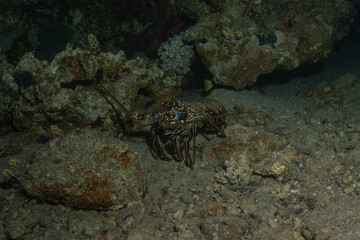 Painted Lobster(Panulirus versicolor) at the Tubbataha Reef National Park Philippines
