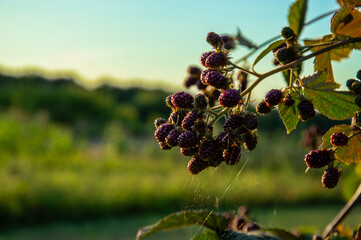 Vivid blackberries cling to a branch, softly illuminated by golden sunlight as the day transitions...