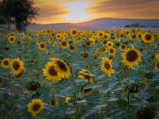 sunflowers at sunset in the field