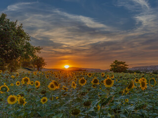 sunset in the field of sunflowers