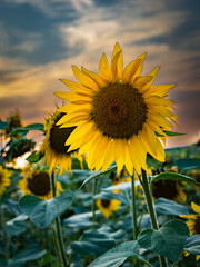 beautiful sunflower in the field
