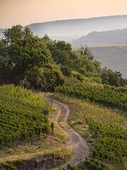 Vineyards on the hills in the Ahr Valley in summer