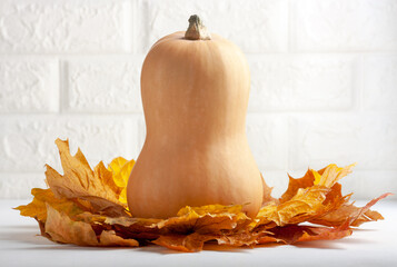 Butternut squash with autumn leaves on white background. Seasonal harvest, natural vegetable, eco...