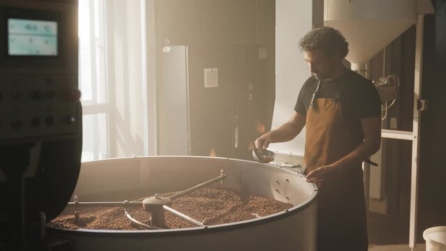 Caucasian male with curly hair wearing brown apron standing near large roasting drum. Scooping freshly roasted coffee beans. Inspecting batch quality while working in sunlit coffee production room.