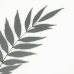Elegant Shadow of a Leaf on a White Background, Perfect for Nature-inspired Design and Decor