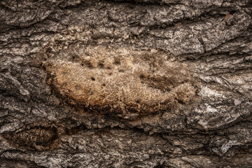 liquen , corteza , arbol , simbiosis , textura , gris , 