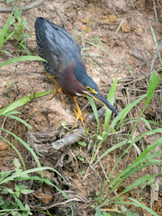 Adult Green Heron Foraging For Food