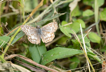 Close Up of a Common Checkered-Skipper Butterfly Perched on a Leaf