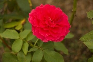 Close Up Floral Details Missouri Botanical Gardens