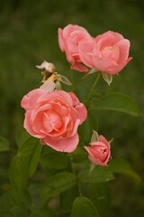 Close Up Floral Details Missouri Botanical Gardens