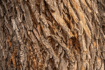 corteza de arbol 