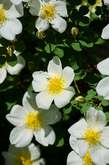 Obraz premium White rose hips