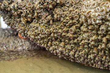 Pacific Northwest Coast Sealife Close-Up, Marine Wildlife