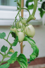 Homegrown Tomatoes in Garden