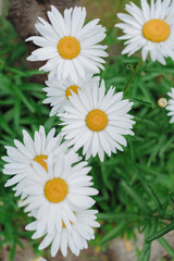 White Daisies in Summer Garden