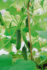 Young Cucumbers Ripening in Summer 