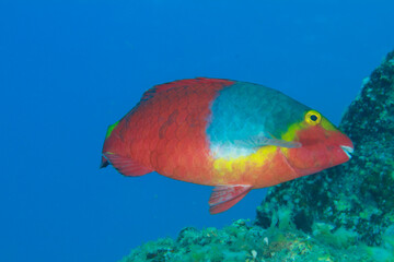 A red parrotfish spins around near the reef.