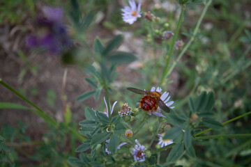 tachinid fly