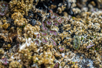 Pacific Northwest Coast Sealife Close-Up, Marine Wildlife