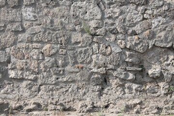 bark of a tree