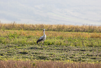 Stork walks in the field
