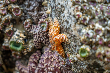 Pacific Northwest Coast Sealife Close-Up, Marine Wildlife