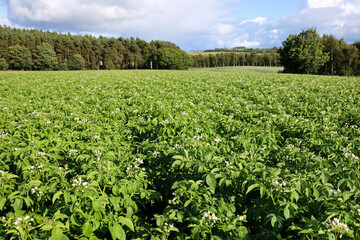 Potatoes growing in the sunshine in Scotland, UK