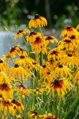 Rudbeckia hirta flowers in close-up