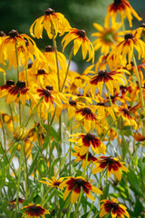 Rudbeckia hirta flowers in close-up