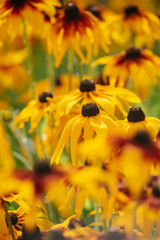 Rudbeckia hirta flowers in close-up