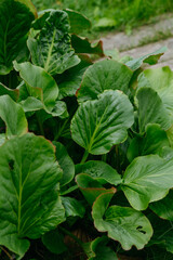 Bergenia purpurascens flowers in close-up