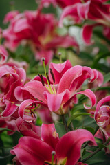 Lily flowers in close-up on a flower bed