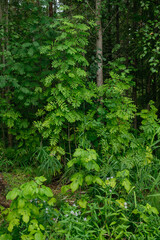 Trees and plants of deciduous forest