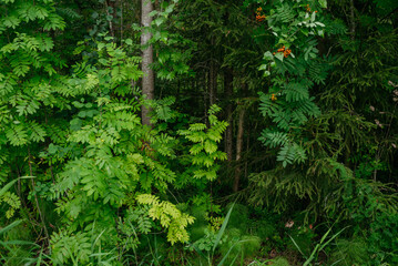 Trees and plants of deciduous forest