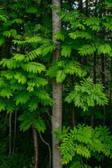 Trees and plants of deciduous forest