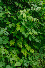 Trees and plants of deciduous forest