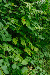 Trees and plants of deciduous forest