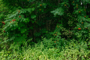 Trees and plants of deciduous forest