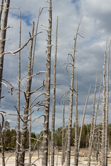 dead trees
