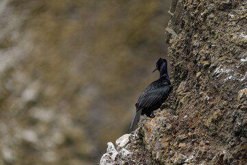 Haystack Rock with Nesting Cormorants and Common Murres, Pacific Northwest Coast