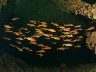 A group of red mullet fish take refuge in a part of the sunken wreck.