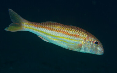A red mullet from the Atlantic Ocean swims in the night sea.
