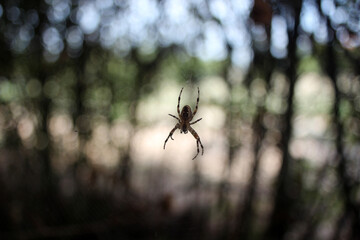 Spider in its web with a beautifully blurred bokeh background. Captured using a vintage Carl Zeiss...