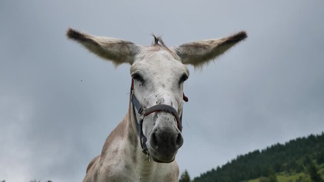 Mule closeup on mountain pasture in Gorno, Seriana valley, Bergamo