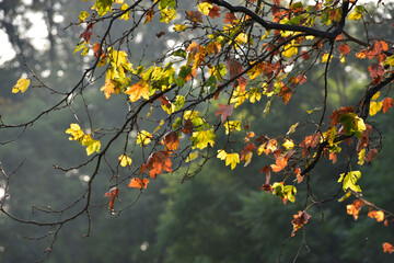 Detail of a branch with autumn leaves