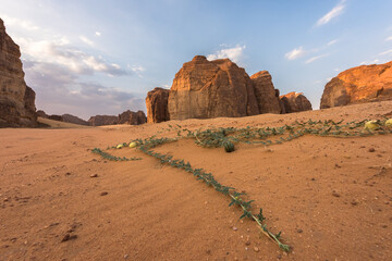 AlUla Art: Wadi Rum landmarks (Saudi Arabia)