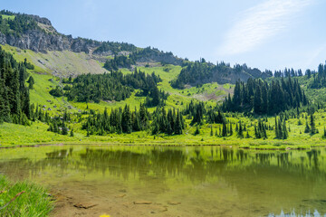 Lush Nature and Forests at Mount Rainier, Pacific Northwest
