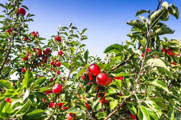 Fototapety na wymiar - Fototapeta24.pl