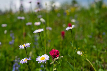 Mountain Wildflowers and Flora at Mount Shasta and Mount Baker, Pacific Northwest